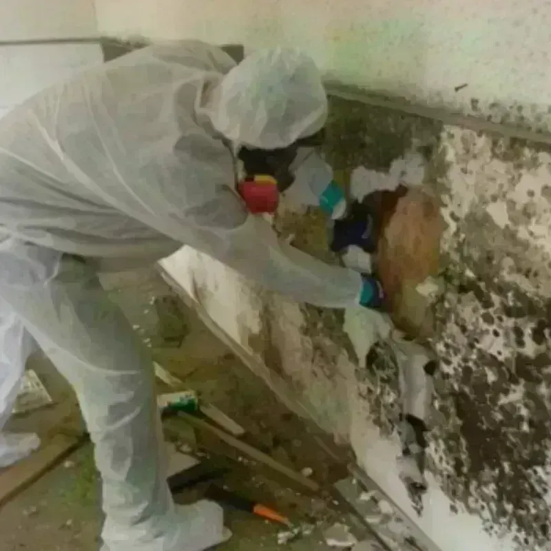 Mold Remediation and Removal in Palisade, CO